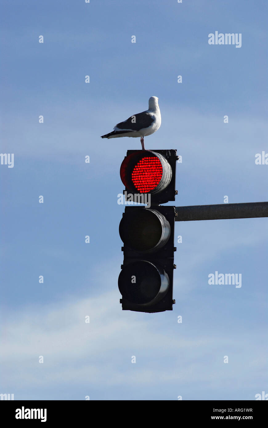 "Möwe gehockt Ampel" Stockfoto
