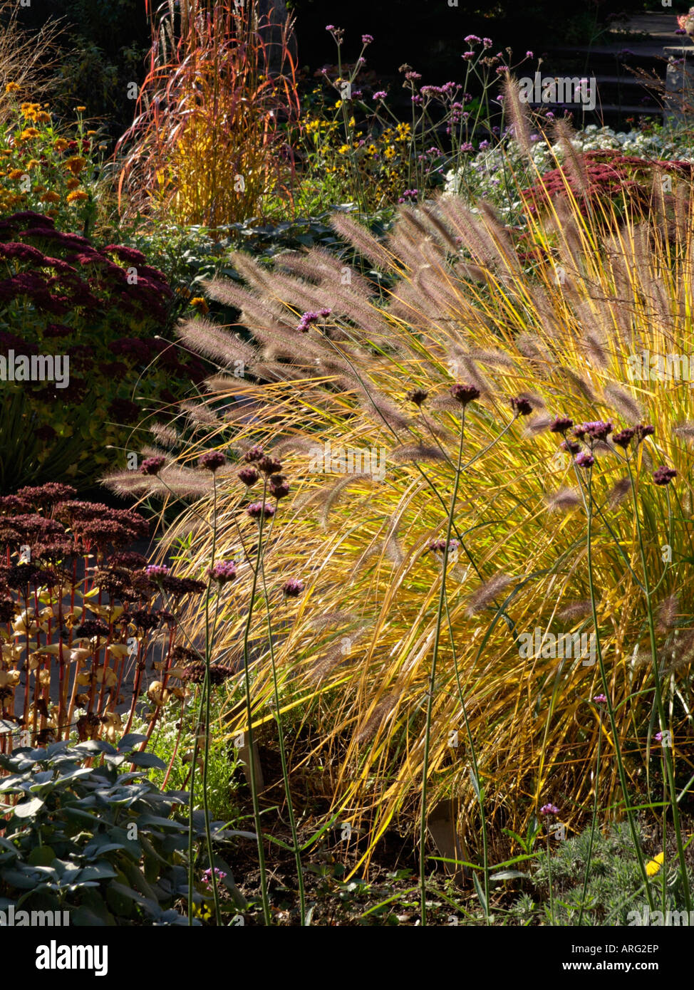 Brunnen Gras (PENNISETUM) Stockfoto