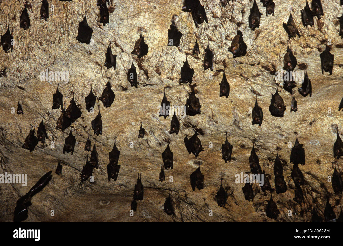 Flughunde in einer Höhle, der Insel Langkawi, Malaysia Stockfoto