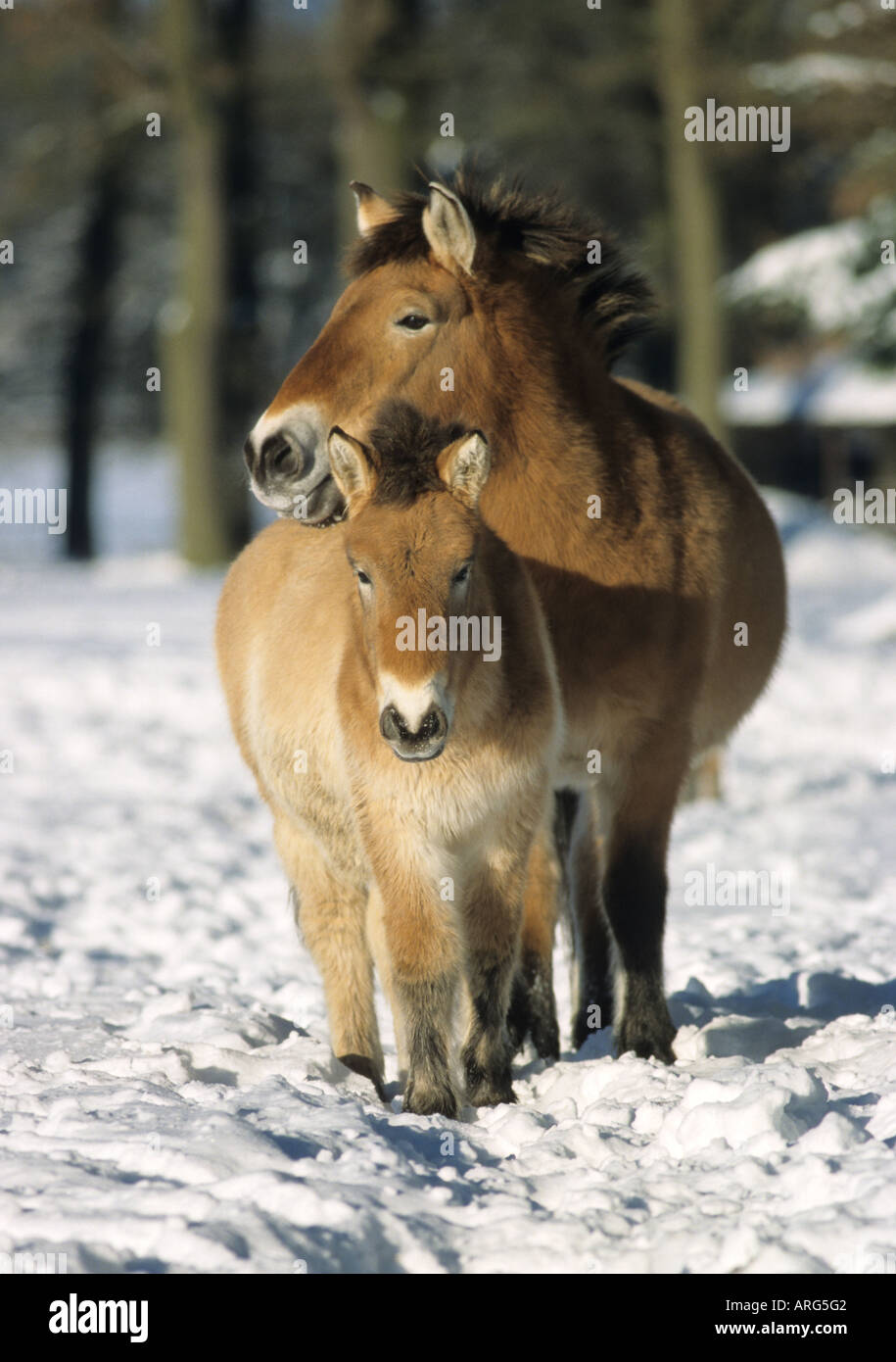 Prezewalski Pferde Stute und Fohlen Stockfoto