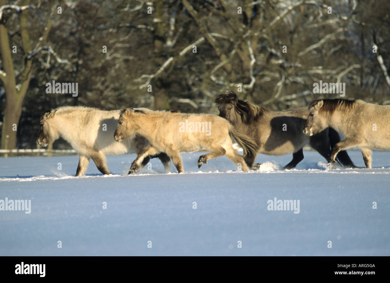 Gruppe von Tarpan Pferde im Schnee Stockfoto