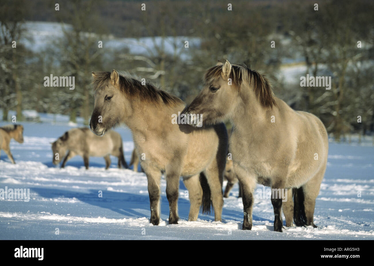 Gruppe von Tarpan Pferde im Schnee Stockfoto