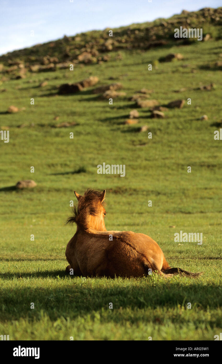 Pferd in der chinesischen Steppe ruhen Stockfoto