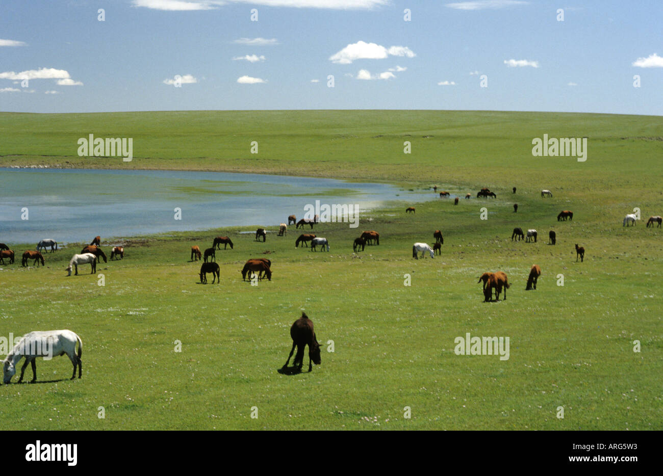 Gruppe von Wildpferden in der Mongolei Stockfoto