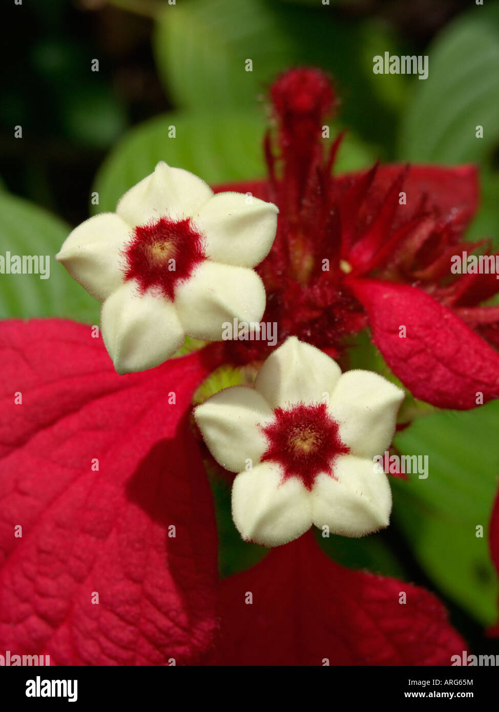 Red Flag bush (mussaenda erythrophylla) Stockfoto