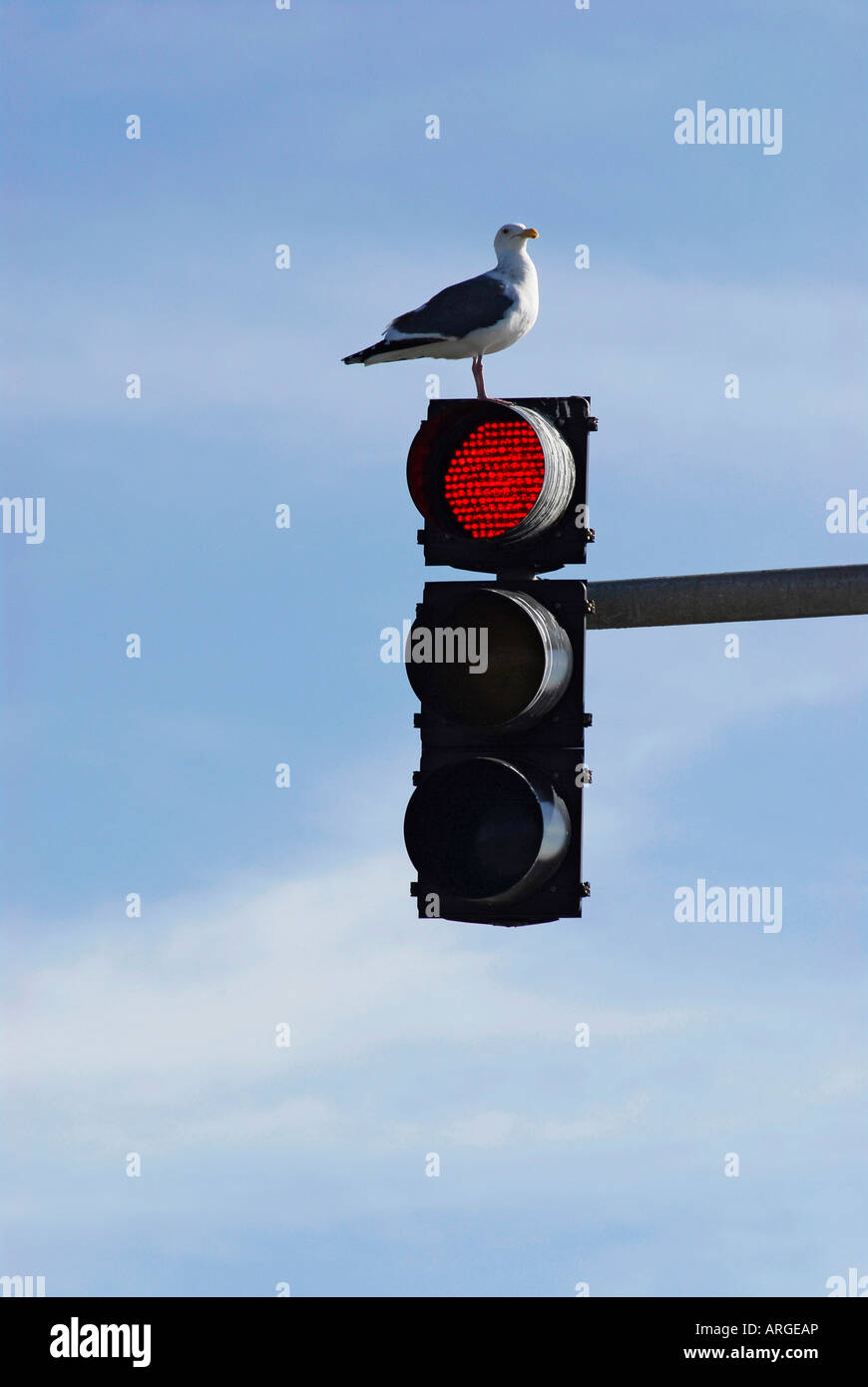 "Möwe gehockt Ampel" Stockfoto