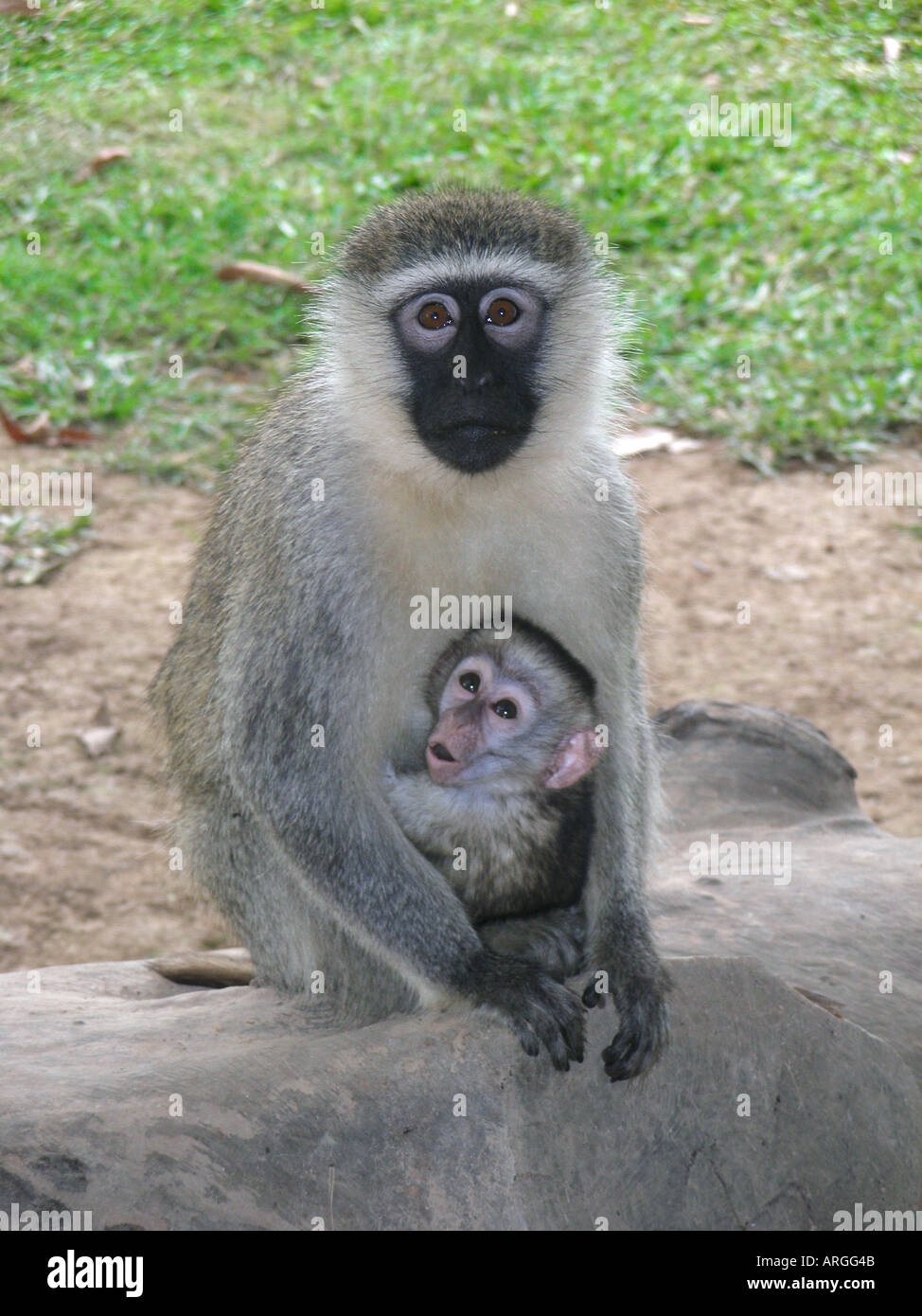 Vervet Affen mit Baby in Entebbe, Uganda Stockfoto