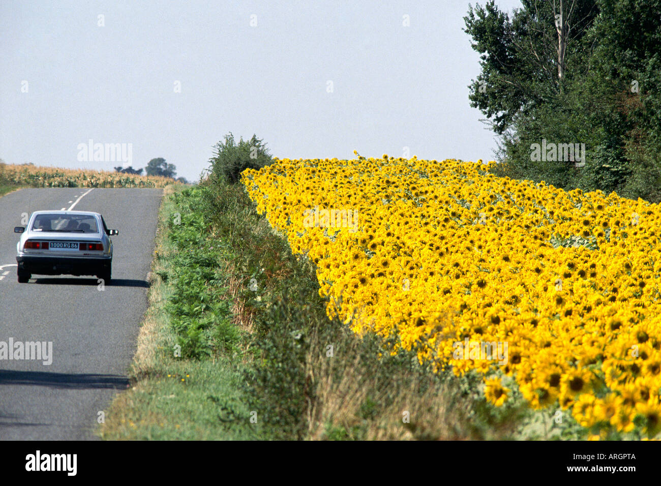 Ein Auto auf einer Landstraße vorbei an Banken der hellen gelben Köpfe der Sonnenblumen wachsen produktiv in das Ackerland von der Charente-Tal Stockfoto