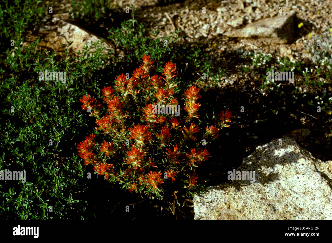 Indian Paint Brush ist eine Wildblume, die in den Bergen des Yosemite National Parks in Kalifornien wächst. Stockfoto