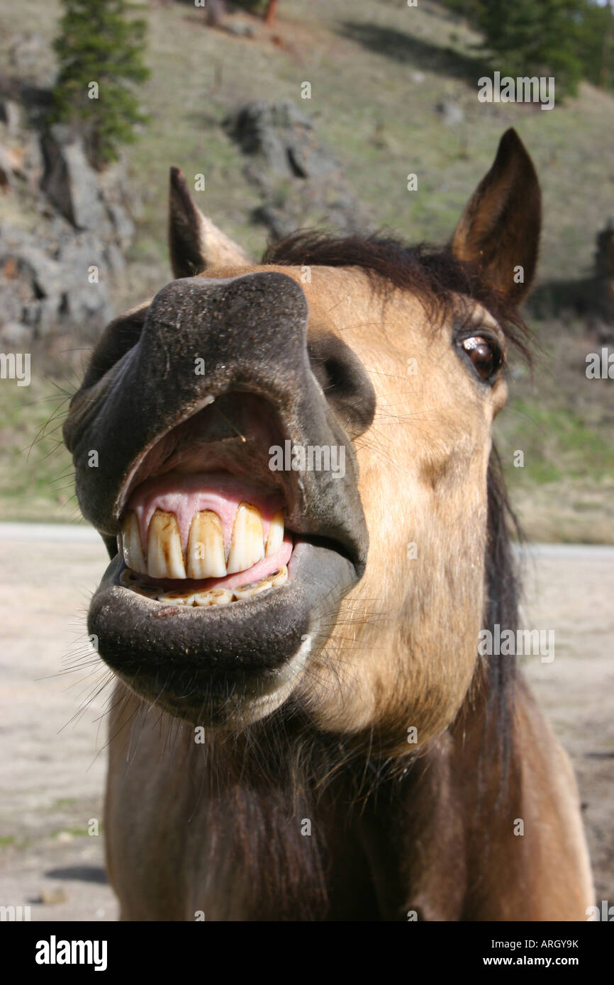 Nahaufnahme eines Pferdes entblößt seine Zähne Stockfoto