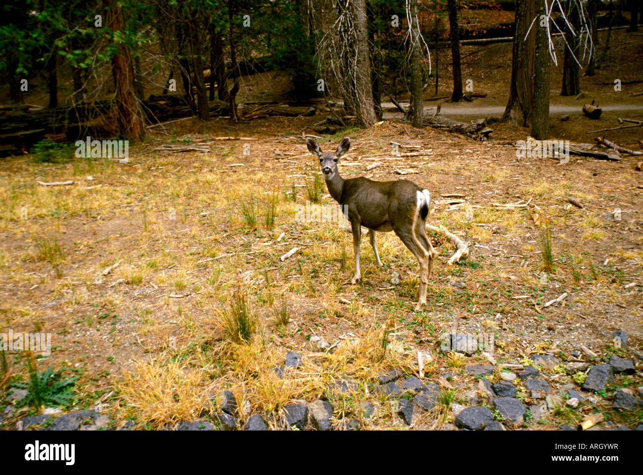 Ein Reh hält auf einer Lichtung im Yosemite National Park in Kalifornien. Stockfoto