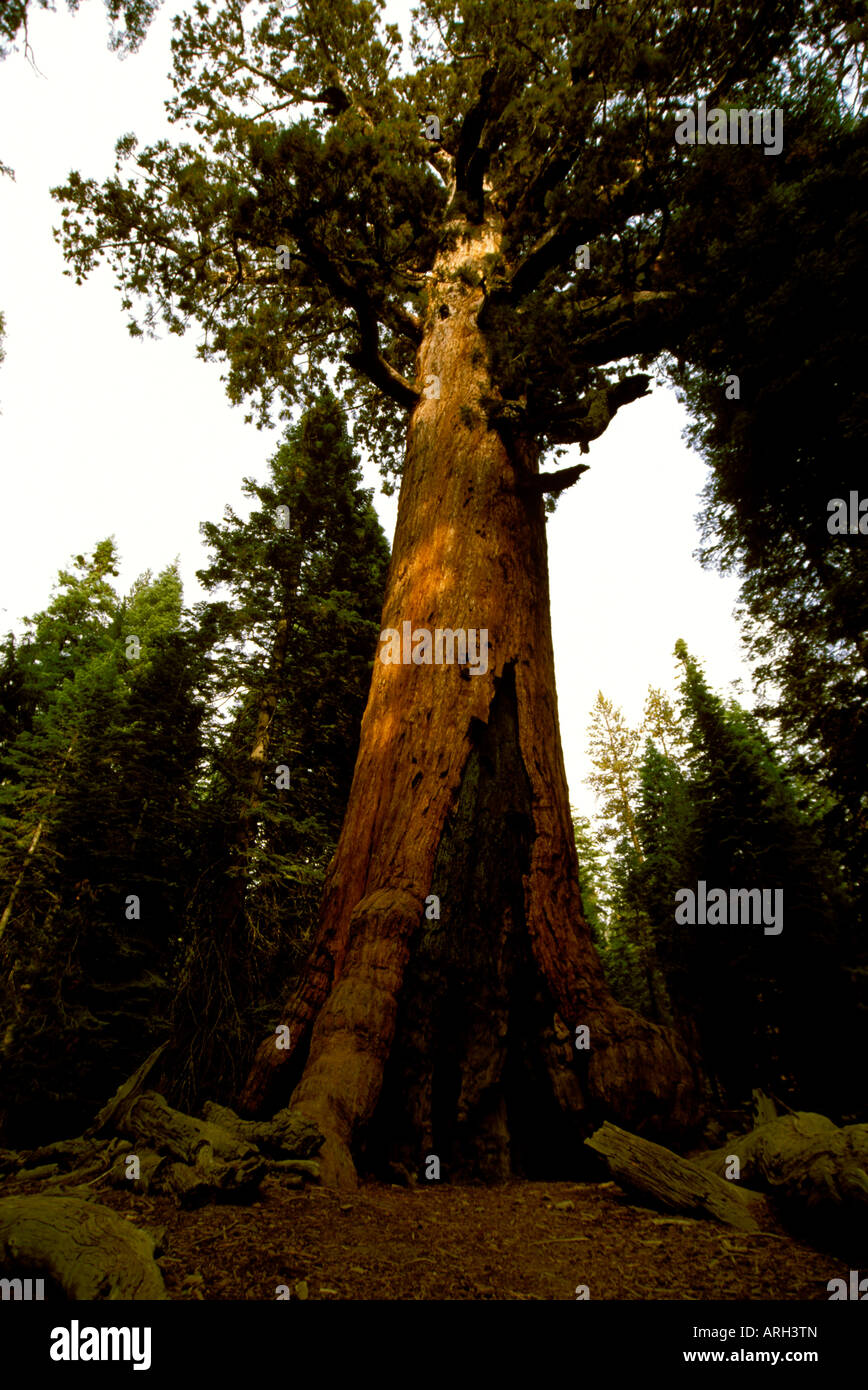 Der Grizzly Giant Tree ist der älteste Sequoia in Mariposa Grove nahe Wawona im Yosemite-Nationalpark in Kalifornien. Stockfoto