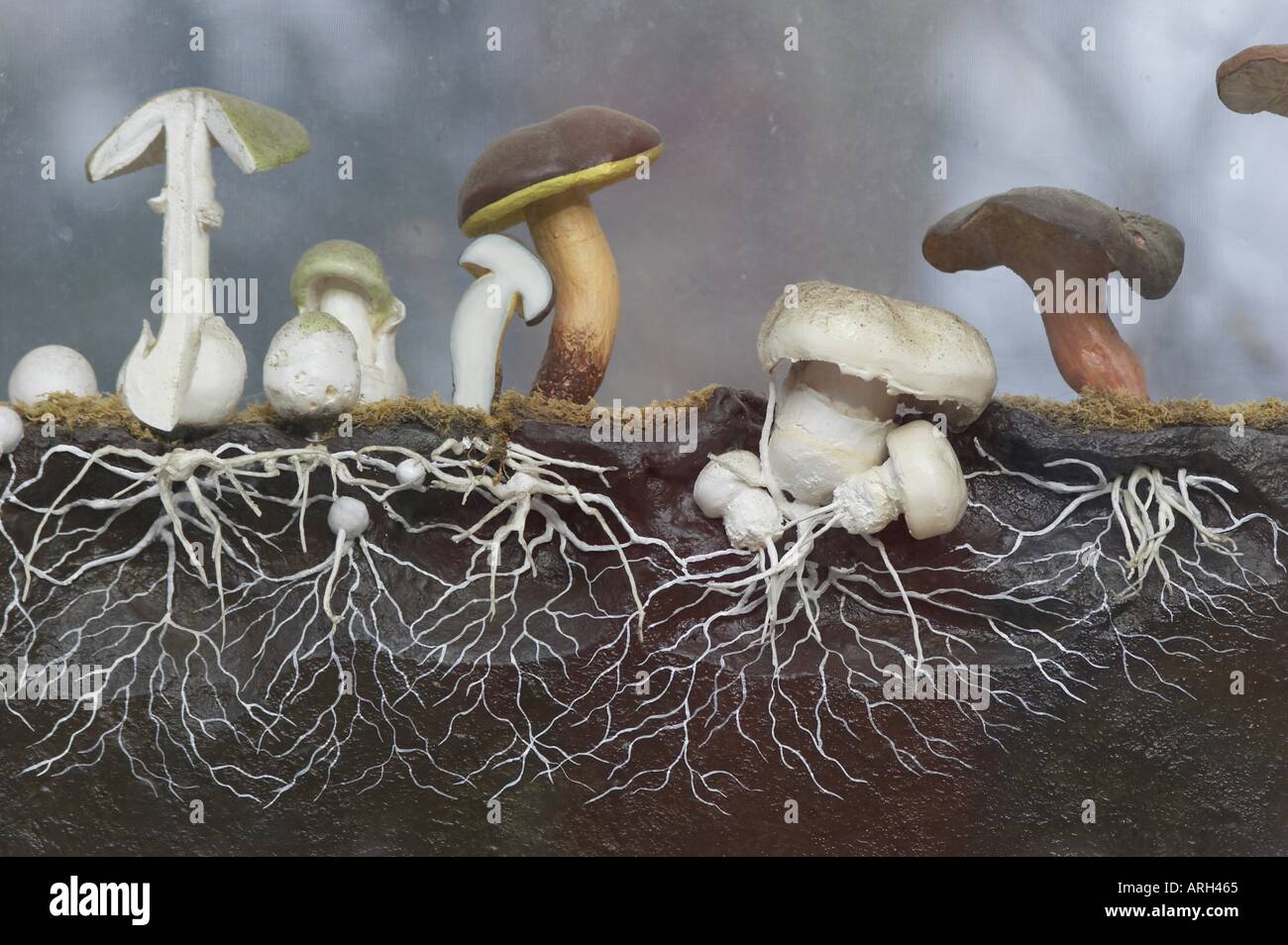 Fungi roots root fungus -Fotos und -Bildmaterial in hoher Auflösung – Alamy