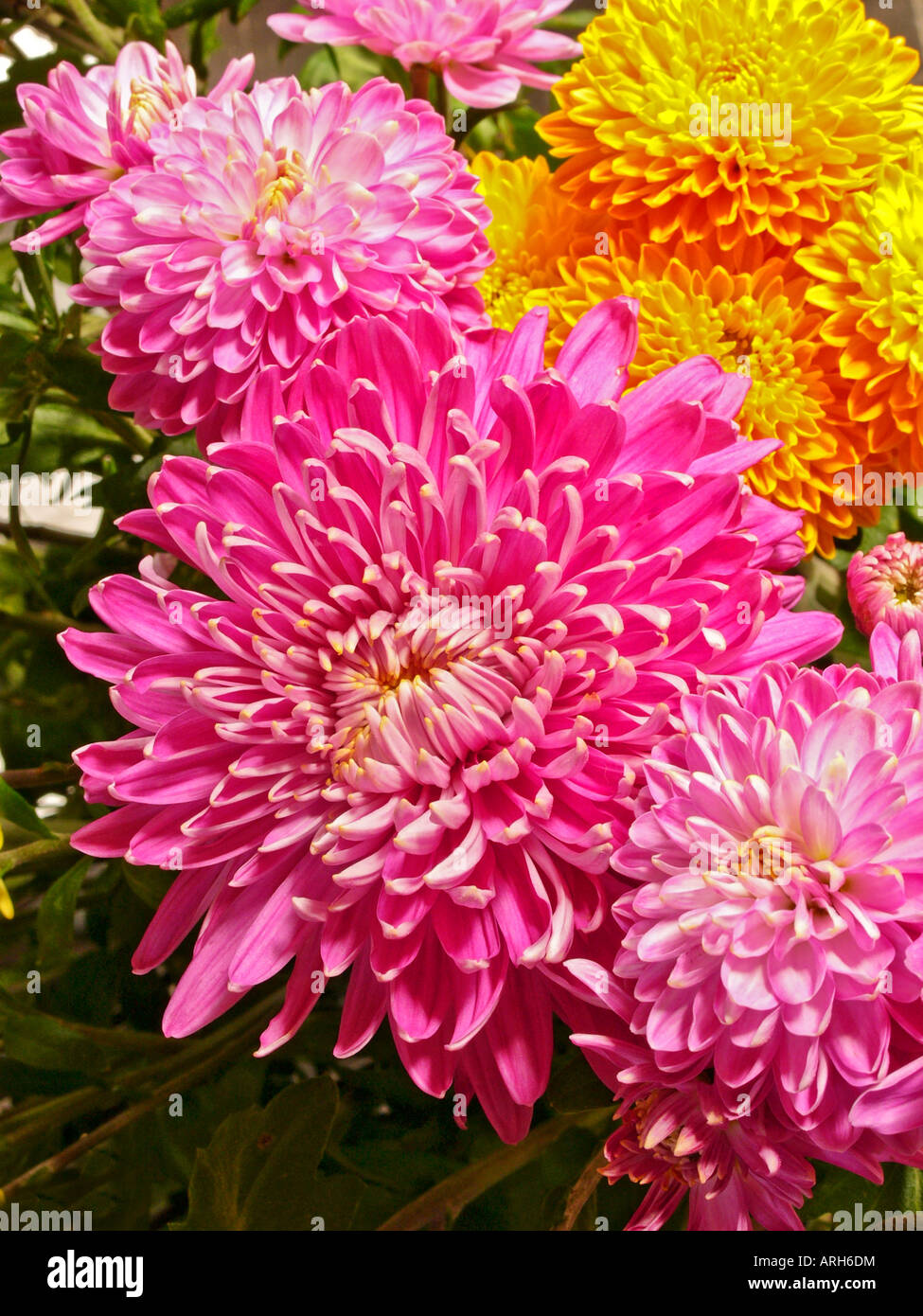 Rosa und Gelbe Chrysanthemen Stockfoto