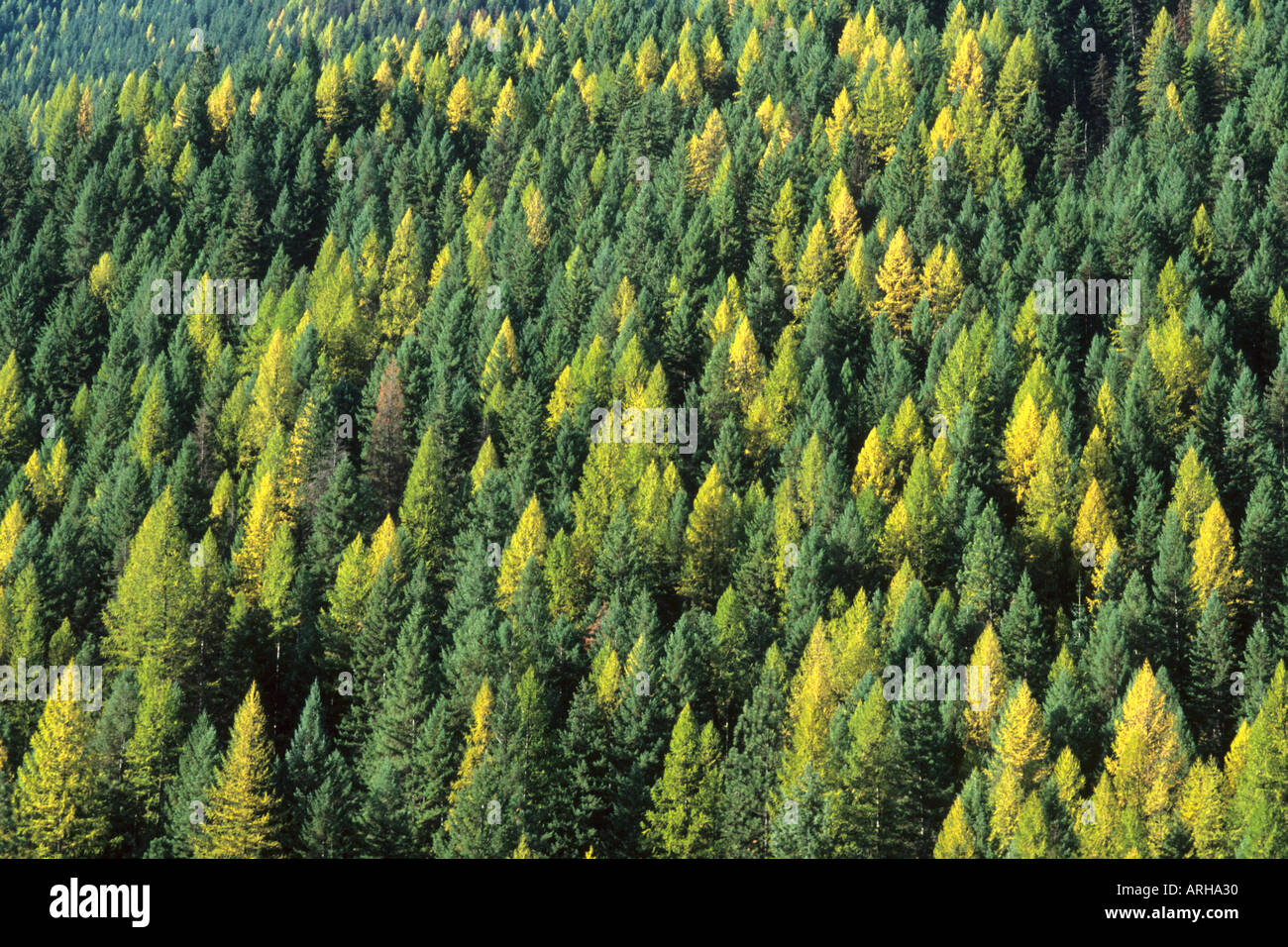 Immergrünen Wald in Idaho USA Stockfoto