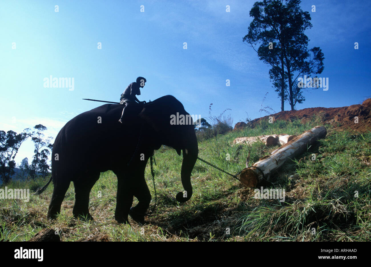 Ein Elefant und Reiter, die Unterstützung bei der Anmeldung an einem steilen Hang im Hochland von Sri Lanka Stockfoto