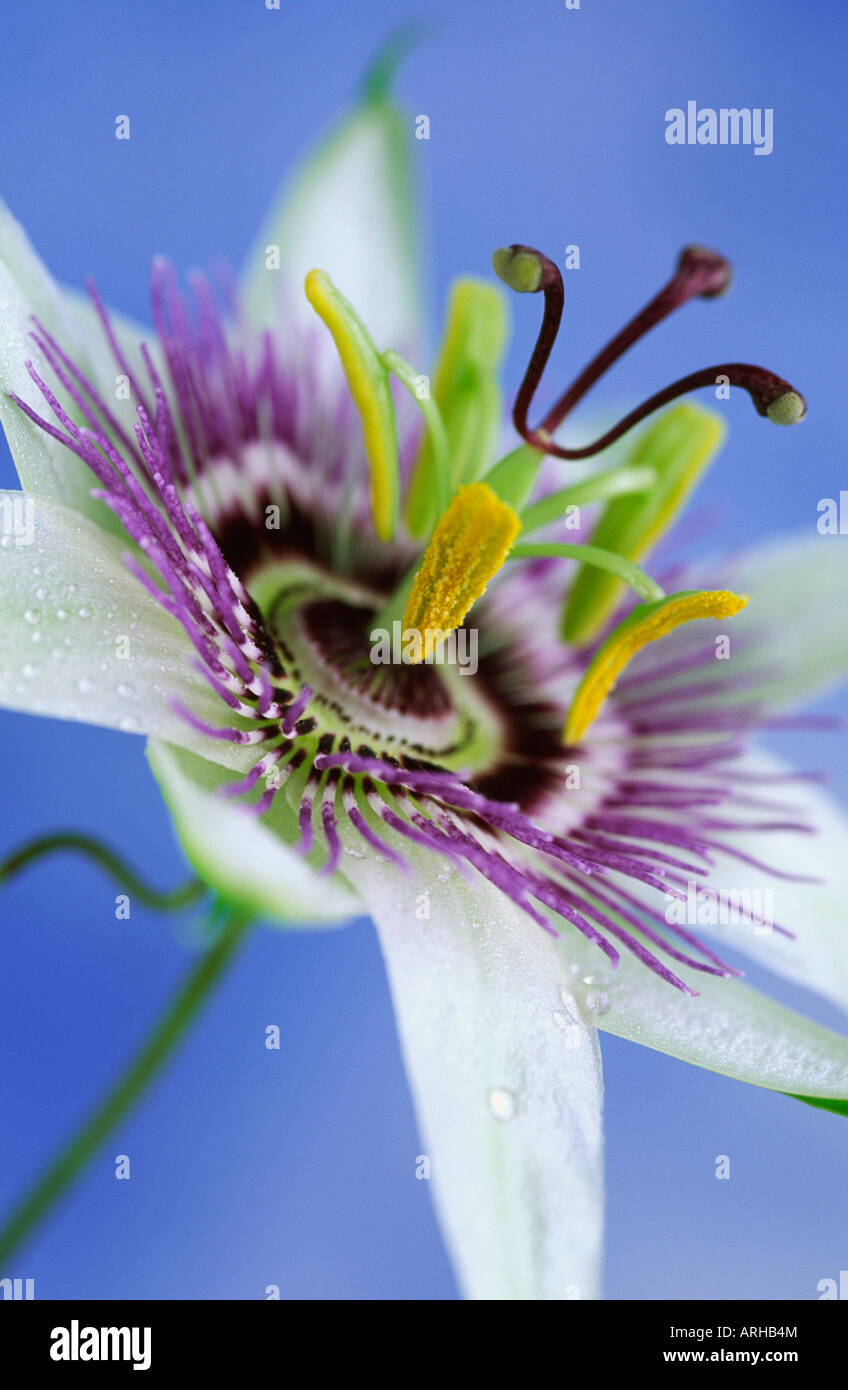 Passiflora Caerulea Passionsblume Stockfoto