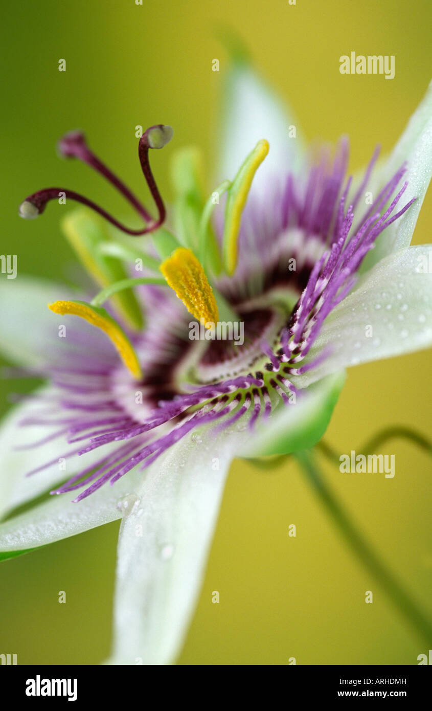 Nahaufnahme von Passiflora Caerulea Passionsblume Stockfoto