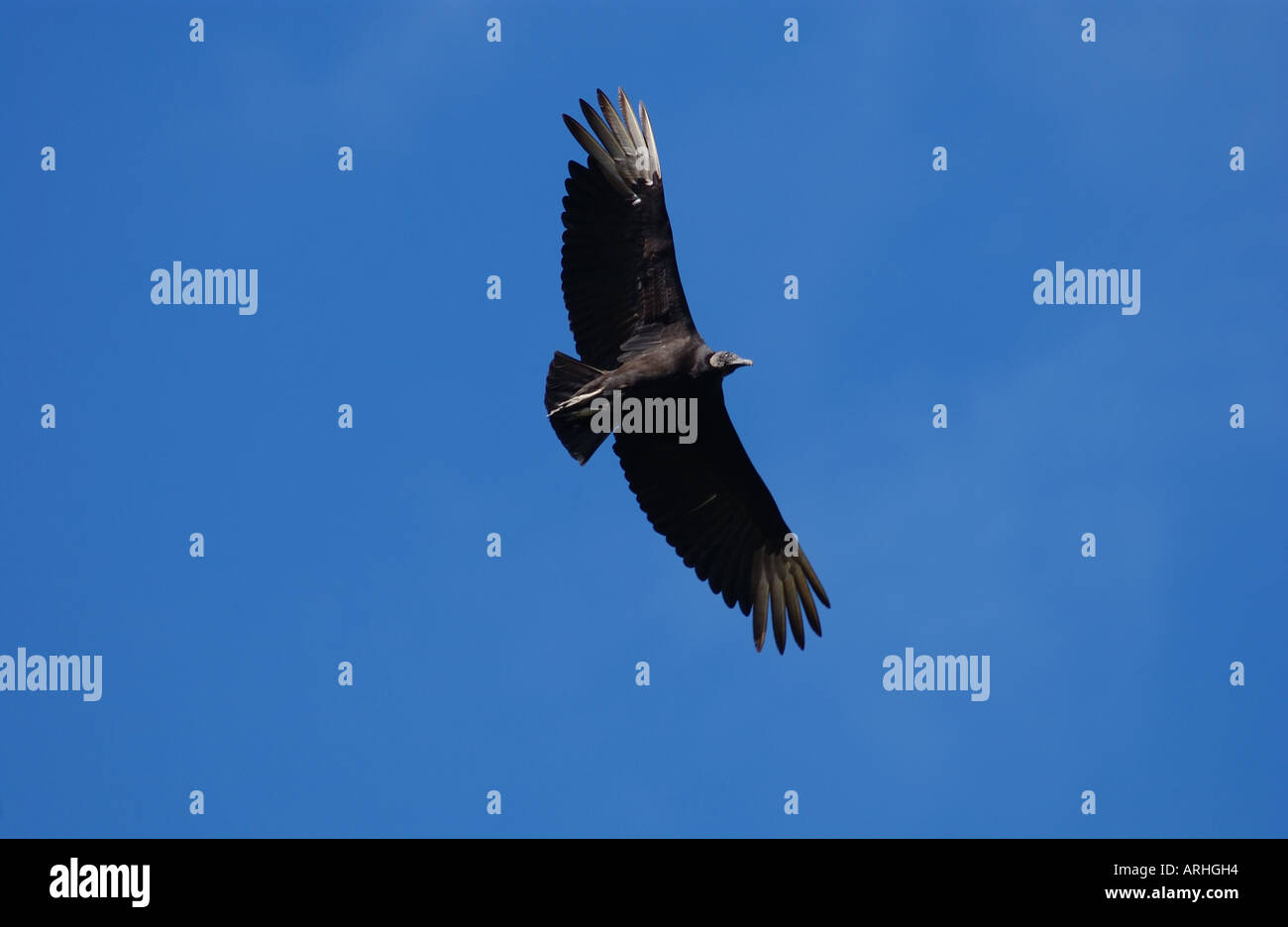 Mönchsgeier (Coragyps Atratus) im Flug Stockfoto