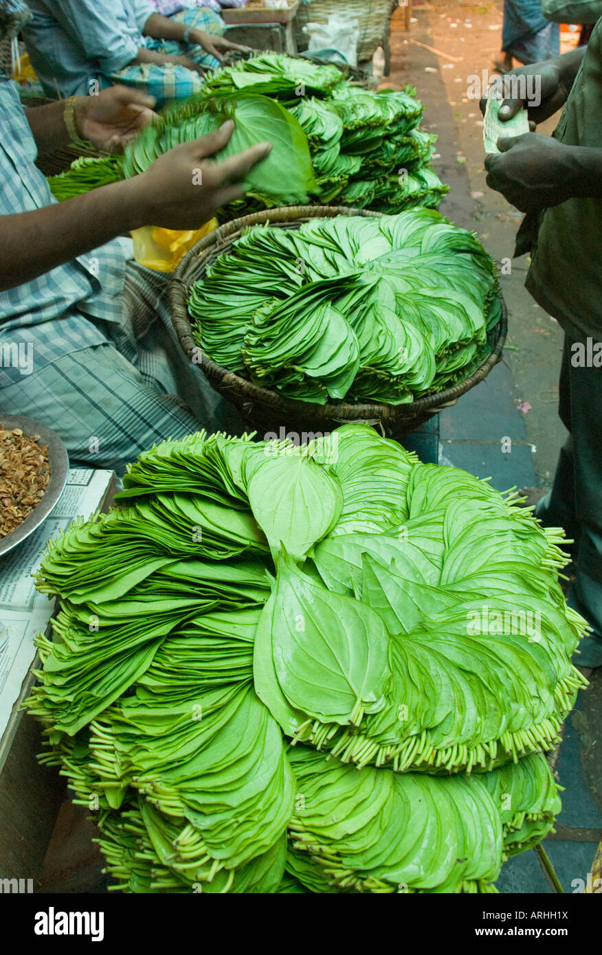Betel blätter Fotos und Bildmaterial in hoher Auflösung Alamy