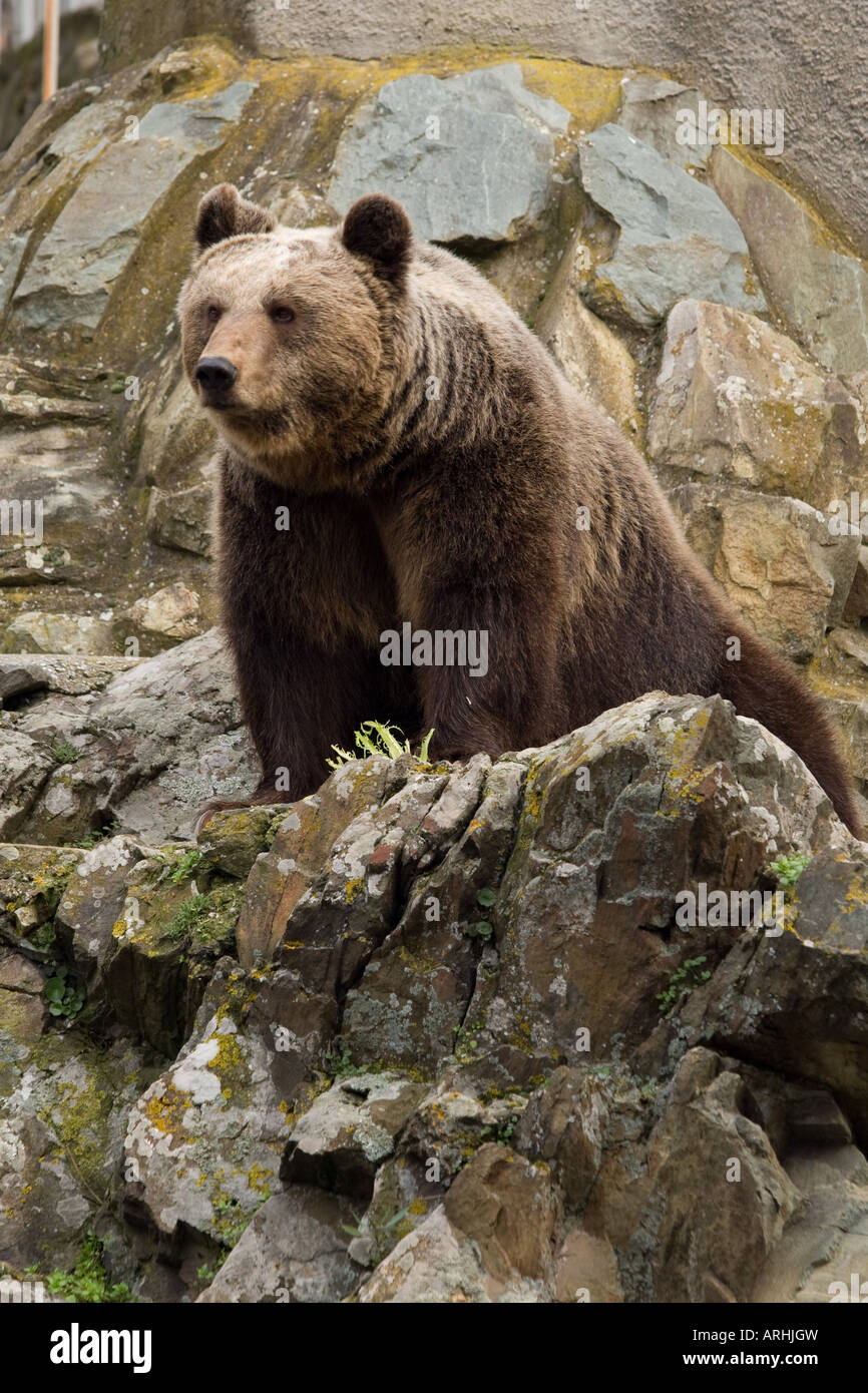Braunbär in Griechenland Stockfoto
