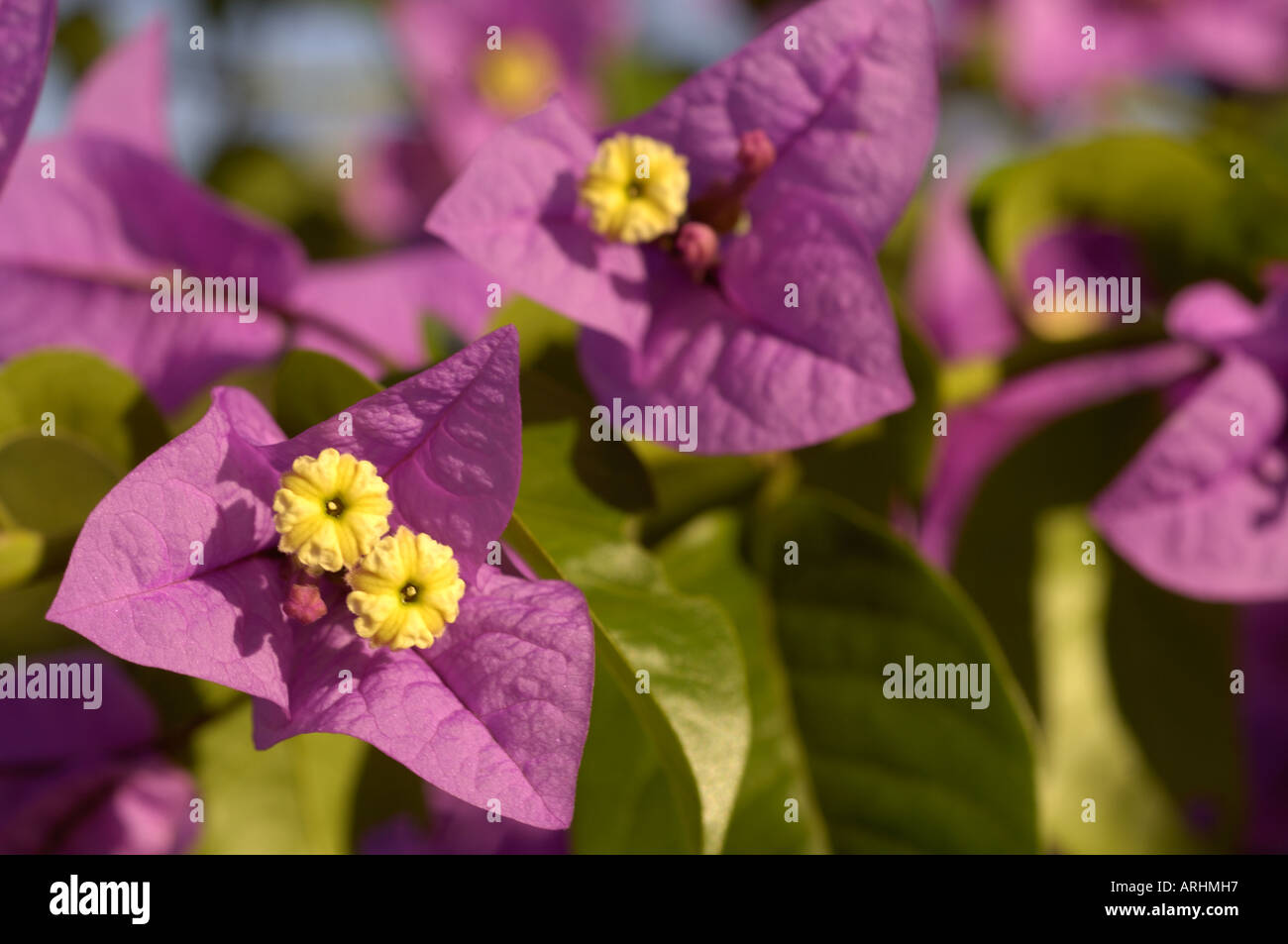 Violetten Bougainvillea zeigen gelbe Blume und lila Hochblätter Stockfoto