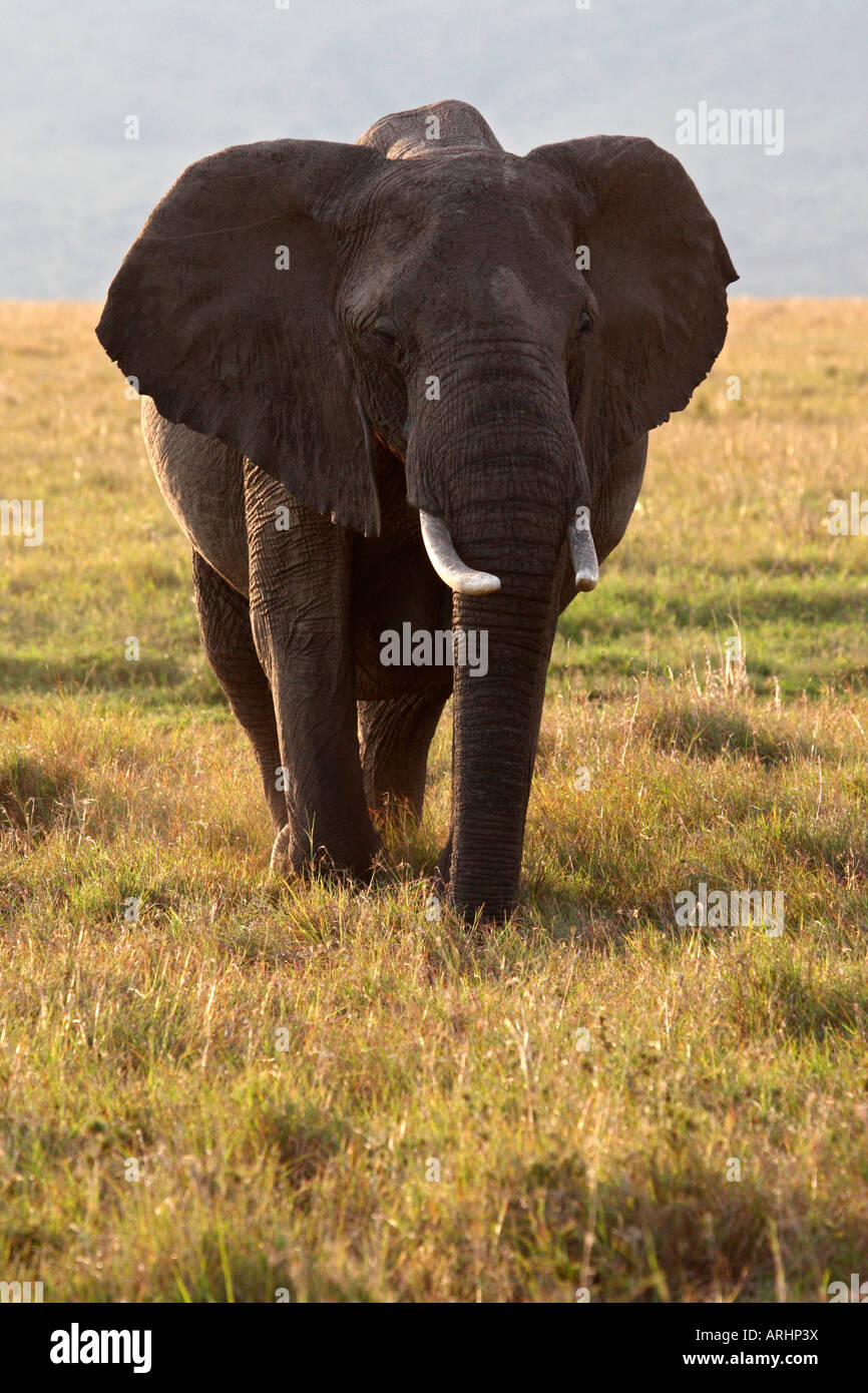 Erwachsenen afrikanischen Elefanten Masai Mara Kenia Afrika. Stockfoto
