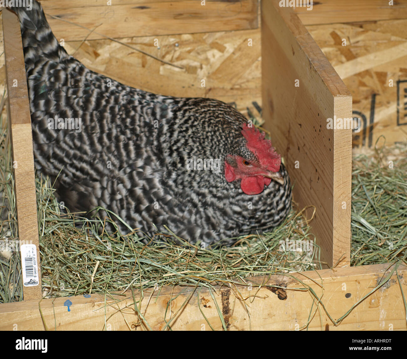 USA OREGON A verjährt Plymouth Rock sitzt Henne Huhn auf ein Nest, ein Ei zu legen, in einem kleinen Hühnerstall Stockfoto