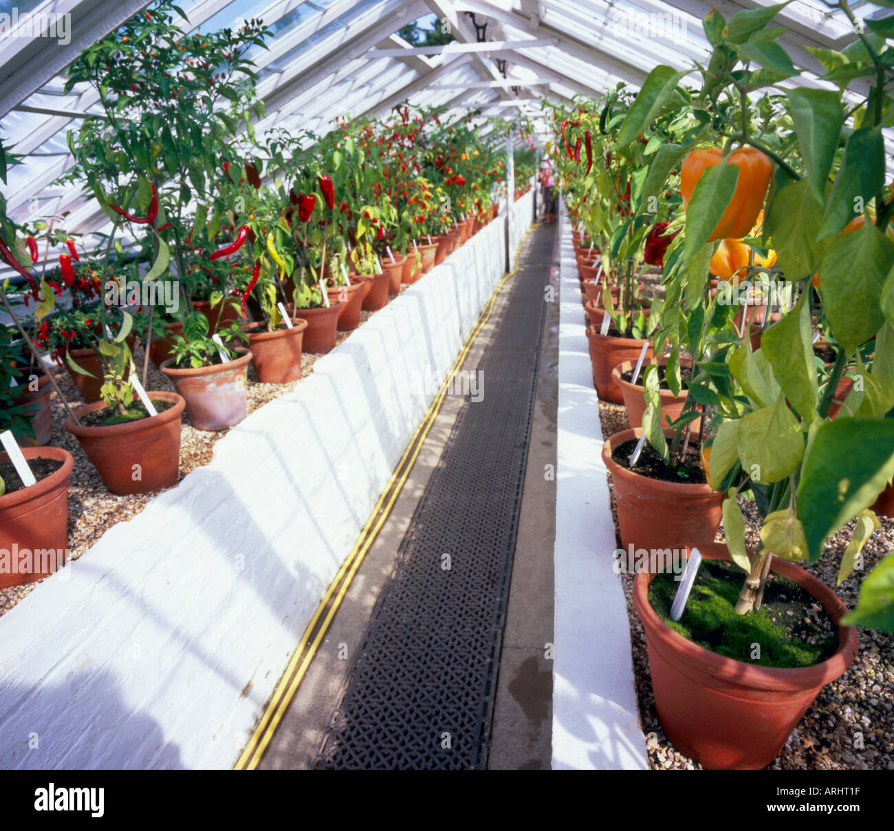 Ein Gewächshaus voller Chili Pflanzen. Stockfoto