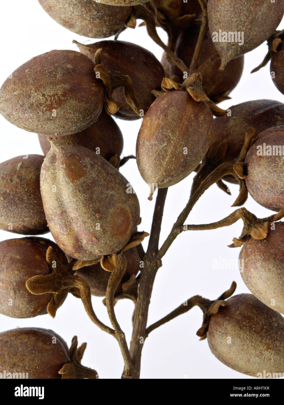 Fingerhut Baum (Paulownia tomentosa) Stockfoto