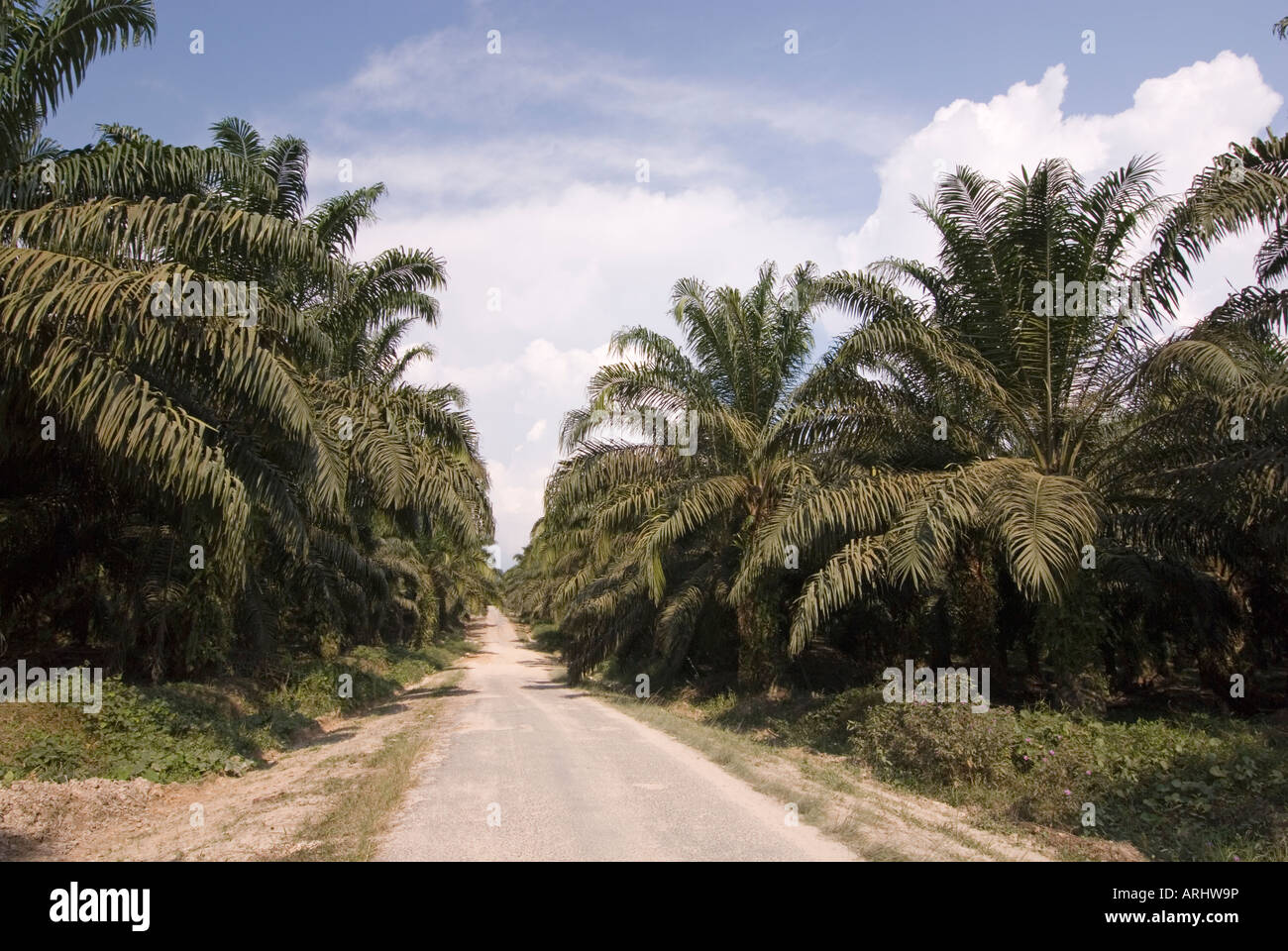 Palmöl-Plantagen in Indonesien, Borneo Stockfoto