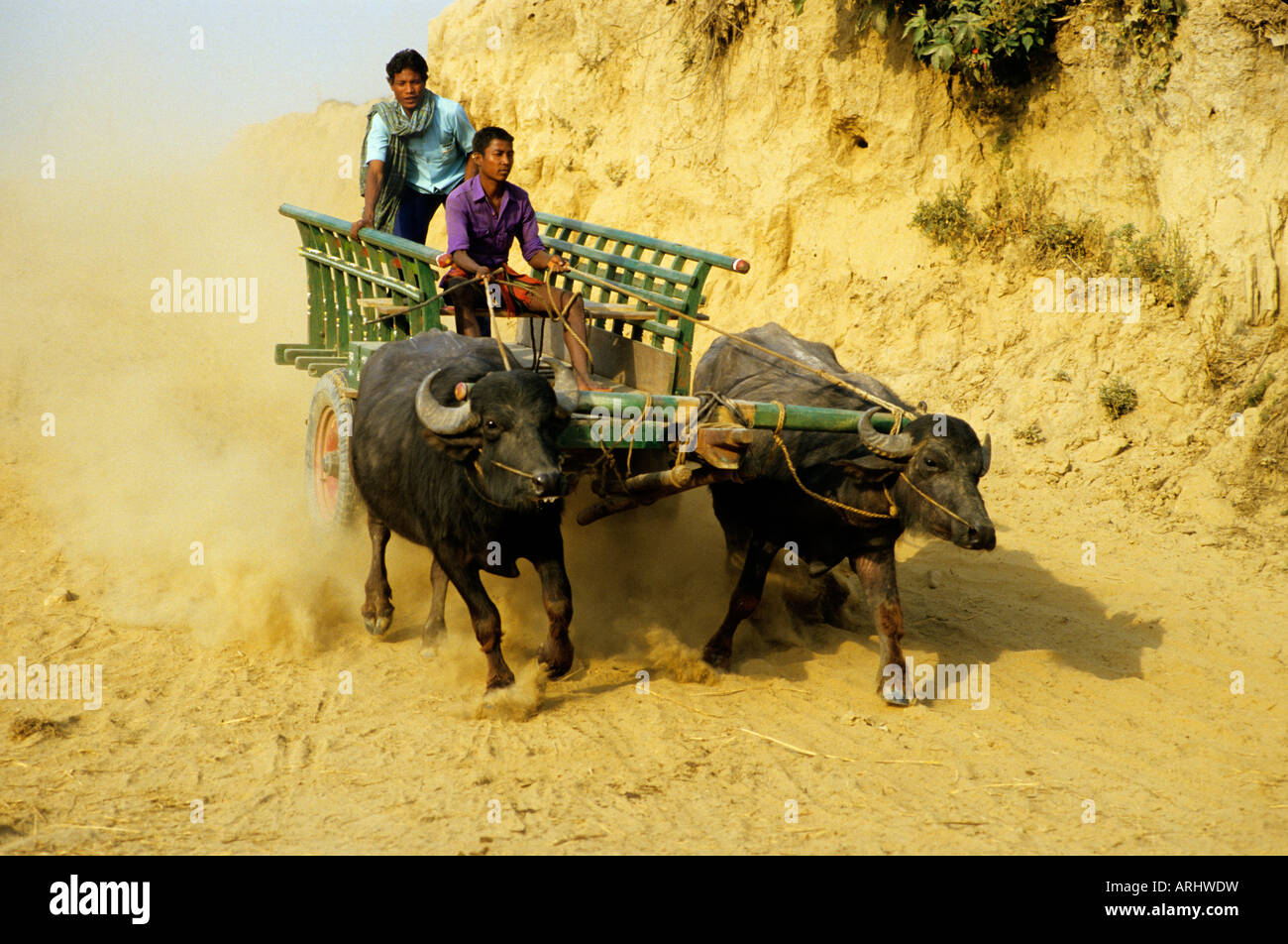 Nepalesische Ox Karre, die einen steilen Hang mit Geschwindigkeit im Chipwan Park, Nepal, hinunter fährt. Stockfoto