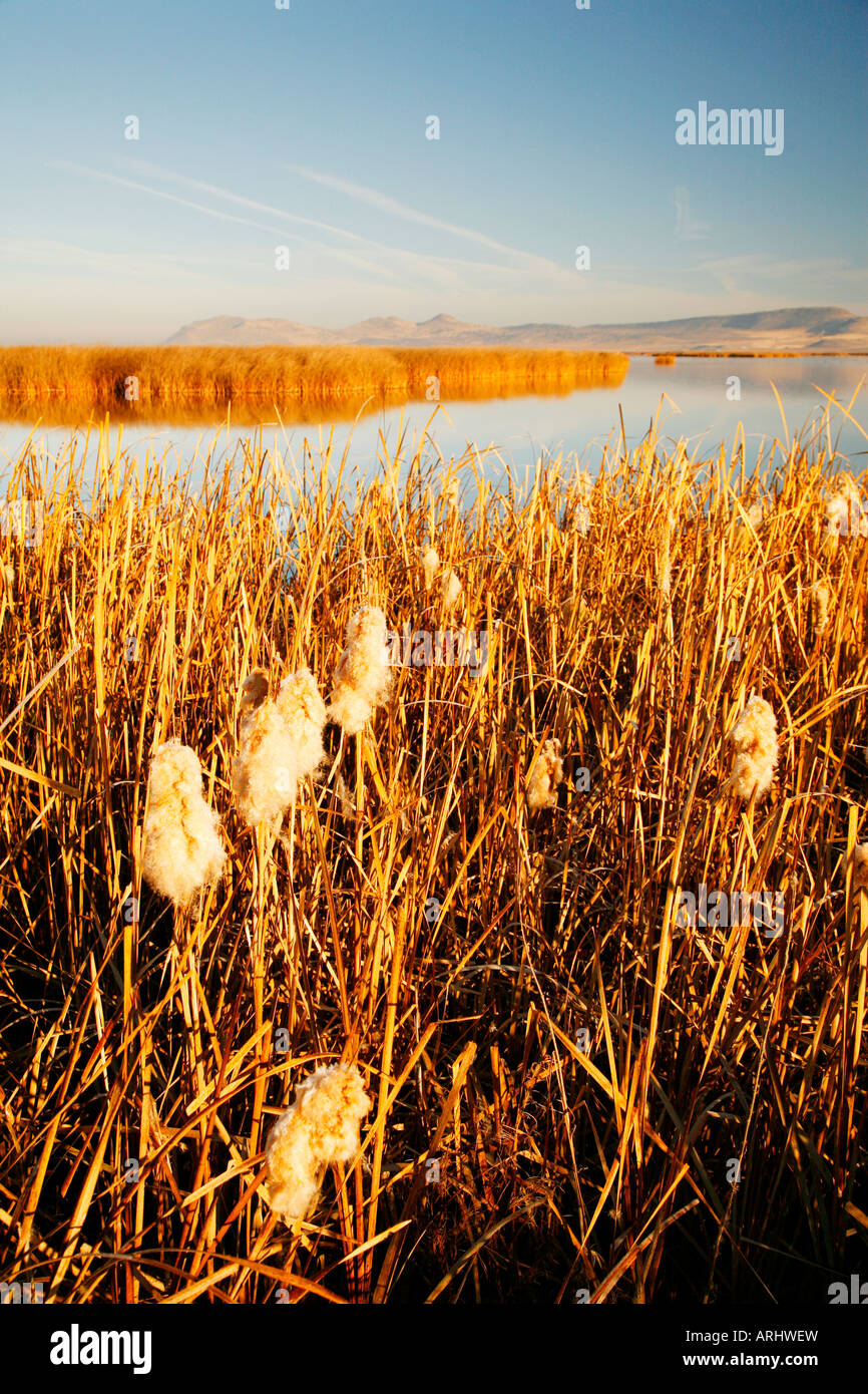 Schilf und Rohrkolben, Lower Klamath Basin National Wildlife Refuge im Herbst Herbst (), California Stockfoto