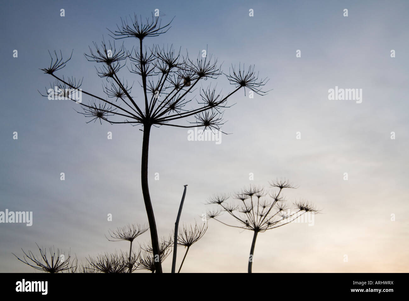 Dolde gegen den Abendhimmel winter Stockfoto