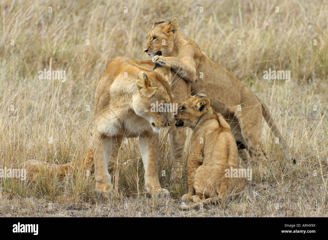Löwe-Mutter mit jungen, Masai Mara, Kenia Stockfoto