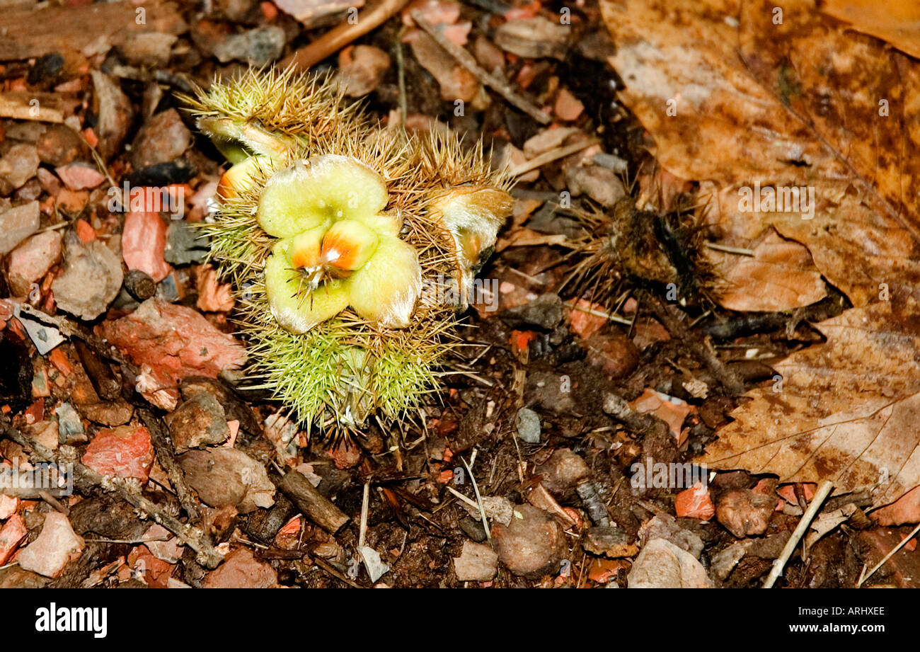 Castanea Sativa - Edelkastanie Stockfoto