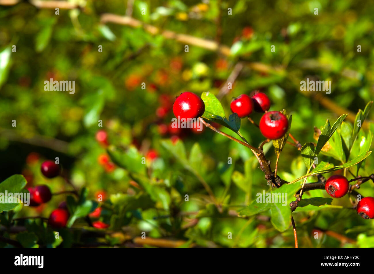 Weißdorn mit Beeren (Crataegus Laevigata). Stockfoto