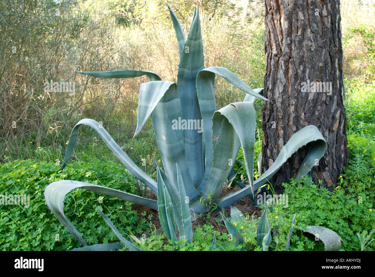 Große Aloe Vera Pflanze wächst wild Stockfoto