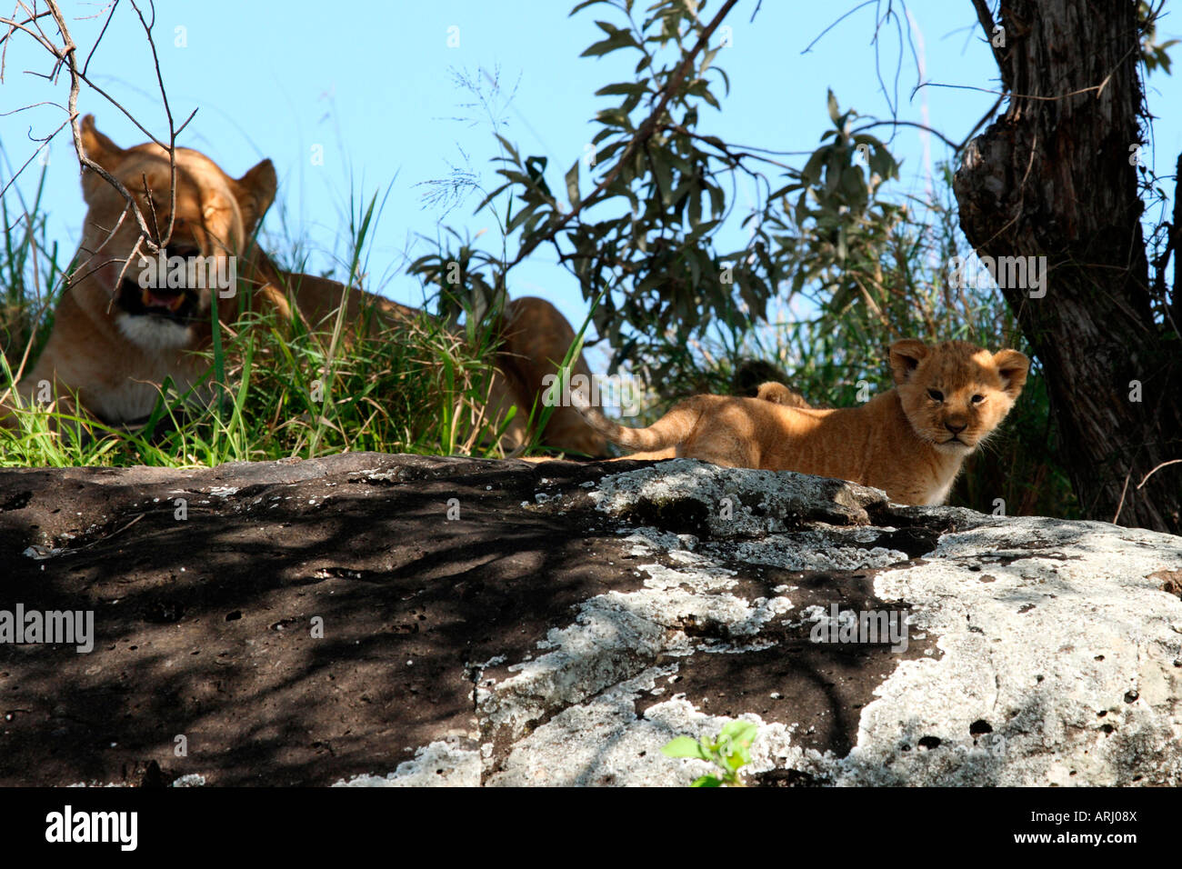 Löwin mit jungen auf Rock Masai Mara Kenia Stockfoto