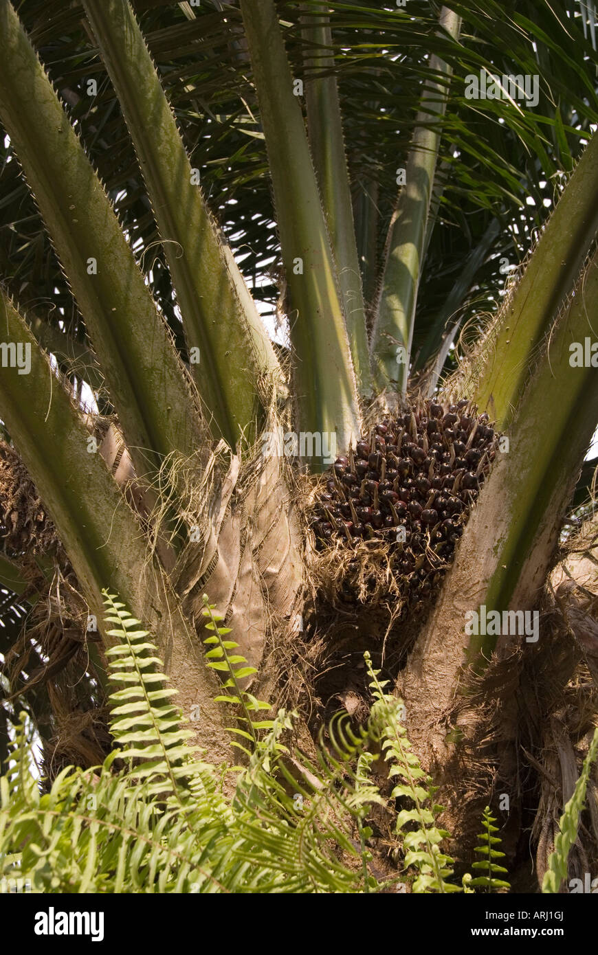 Reife Palmöl wächst in einer Plantage in Indonesien, Borneo Stockfoto