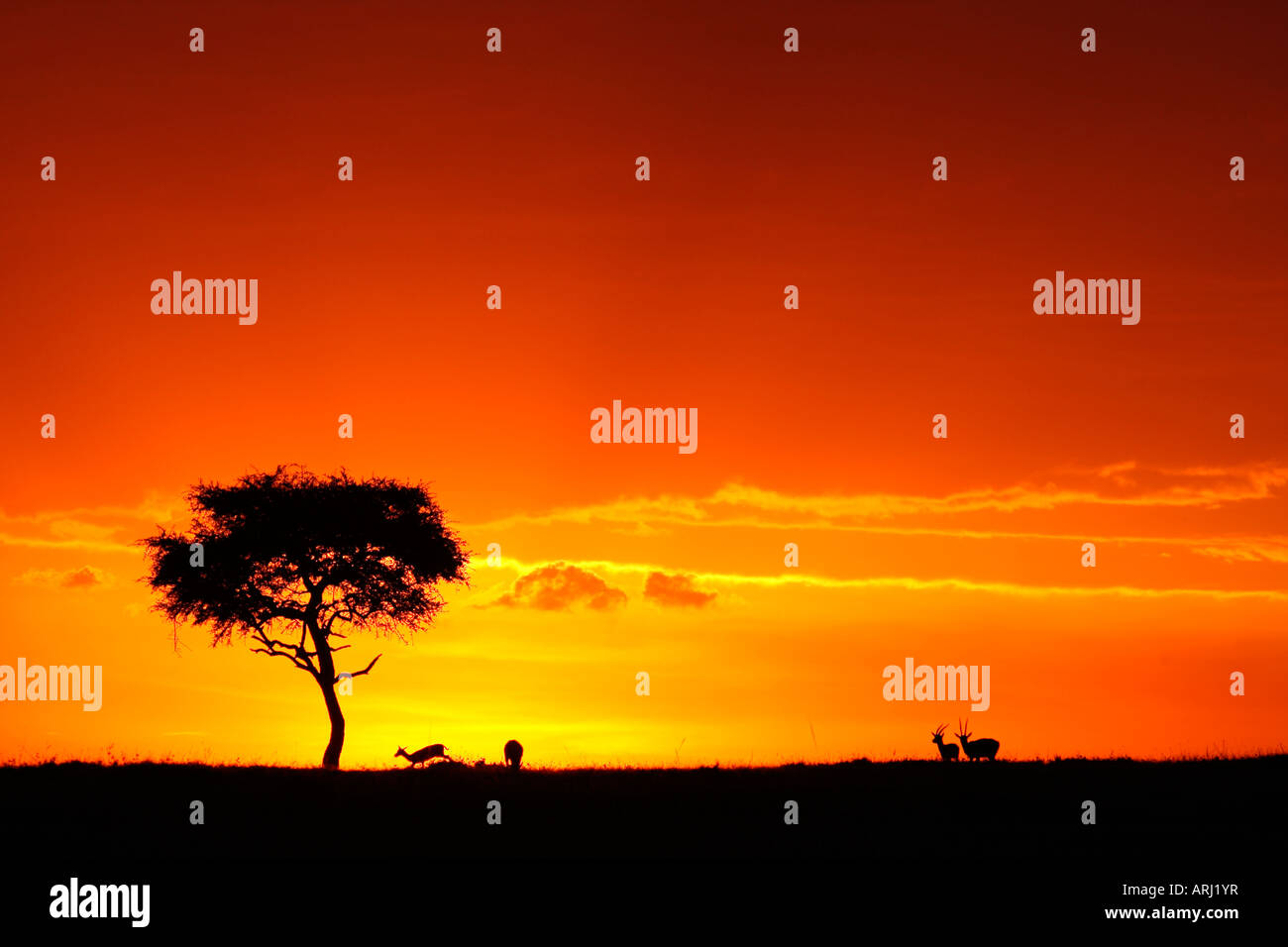 Masai Mara Sonnenuntergang mit Silhouette Gazellen und Akazie Baum Orange Leuchten. Stockfoto