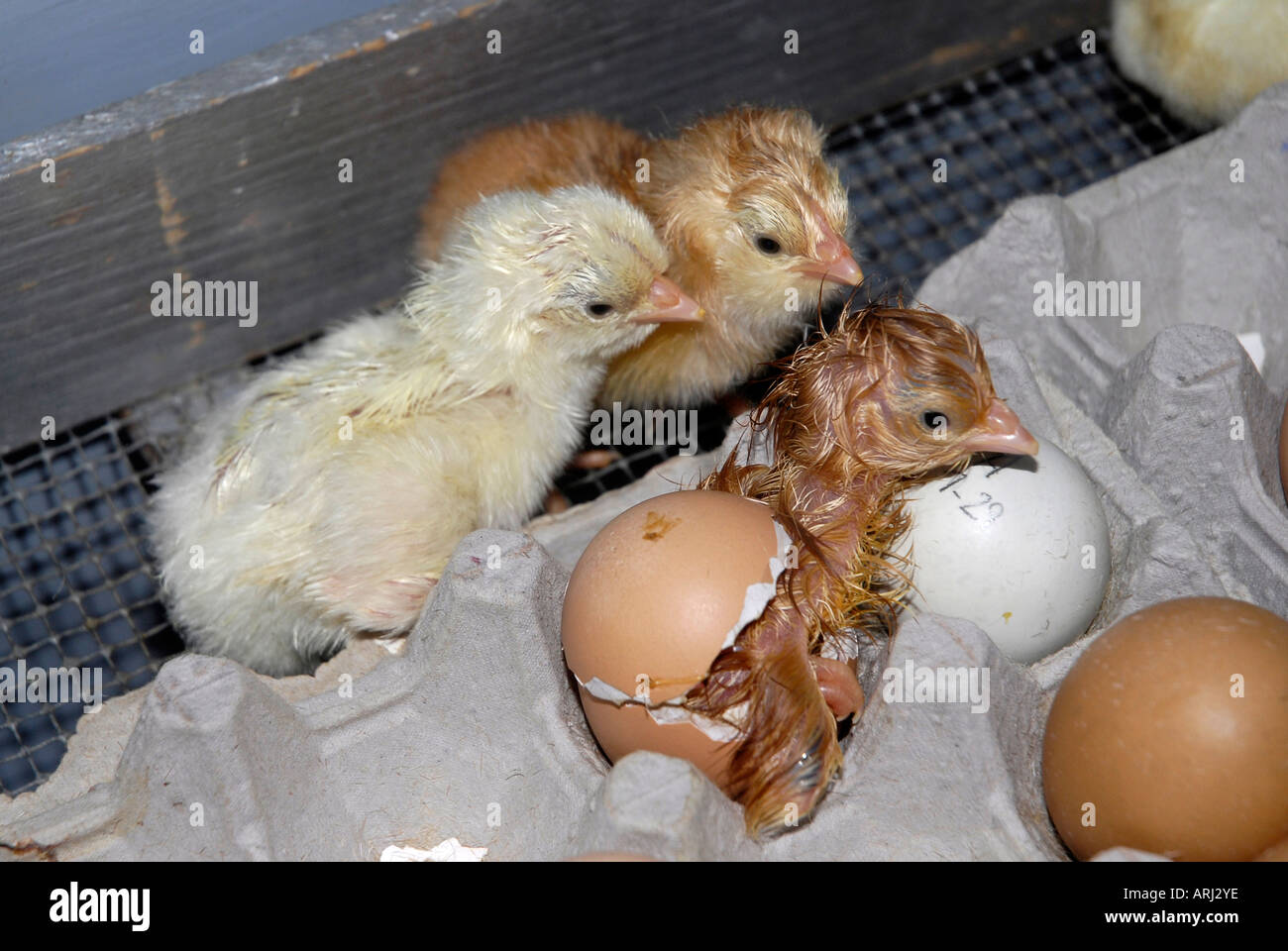 Das Schlüpfen der ein Ei und ein Küken geboren zeigt sich an der Michigan State Fair in Detroit