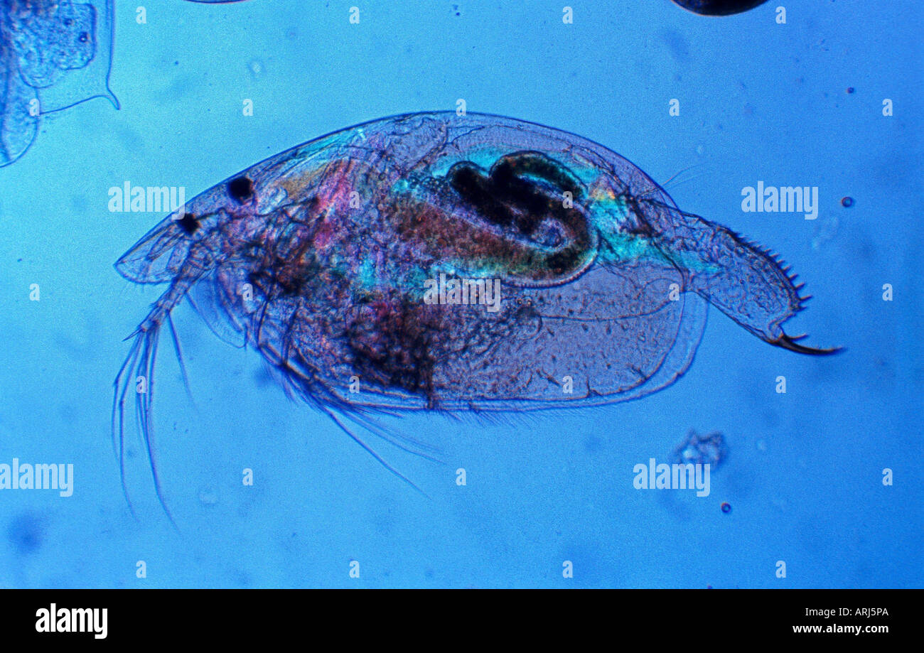 Wasserfloh (Alona Affinis), Weiblich Stockfoto