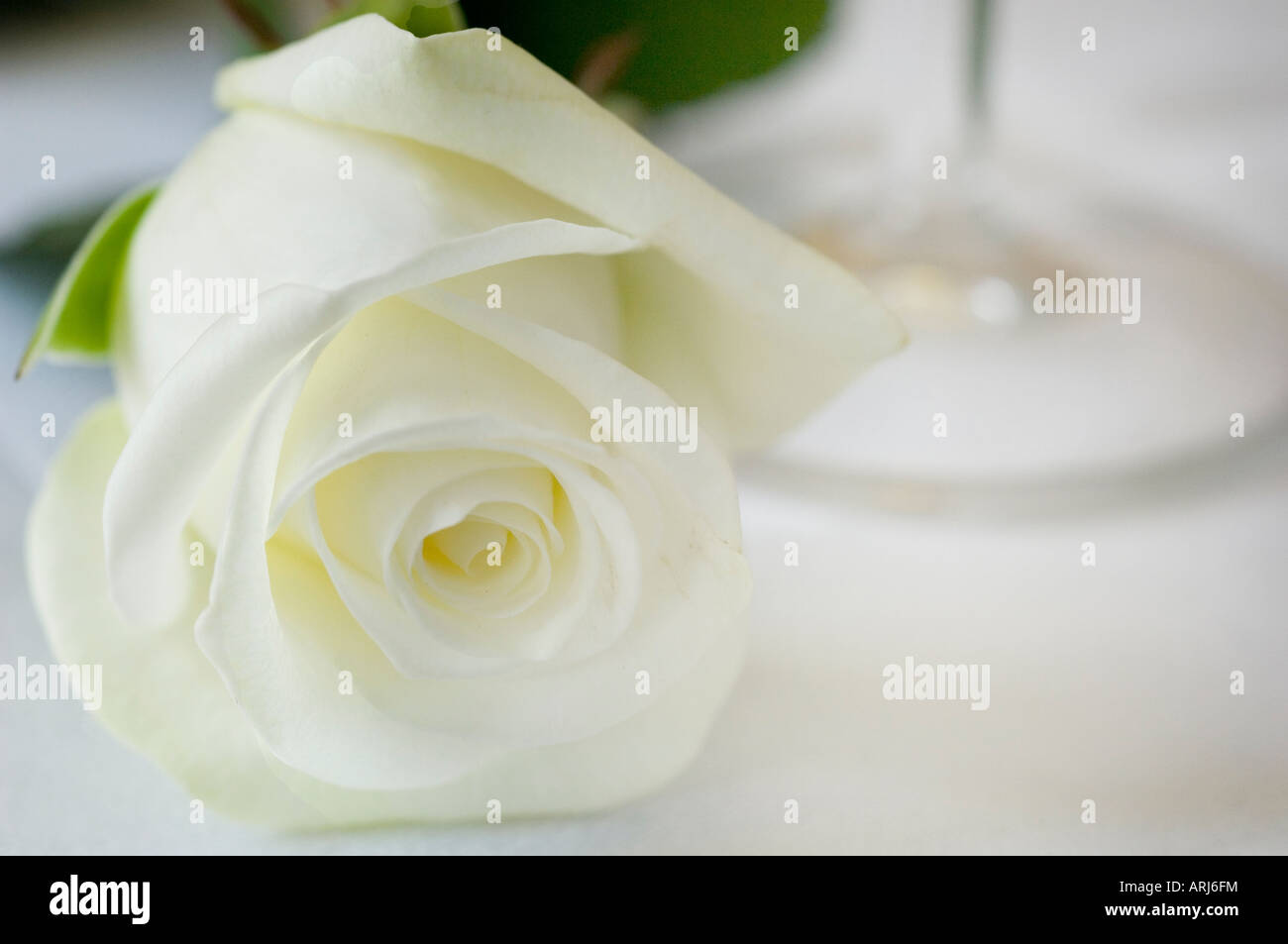 Eine Nahaufnahme von der zarten Blütenblätter eine WhiteRose bilden eine Blume auf ein weißes Tuch gelegt, durch den Stamm eines Weinglases Stockfoto