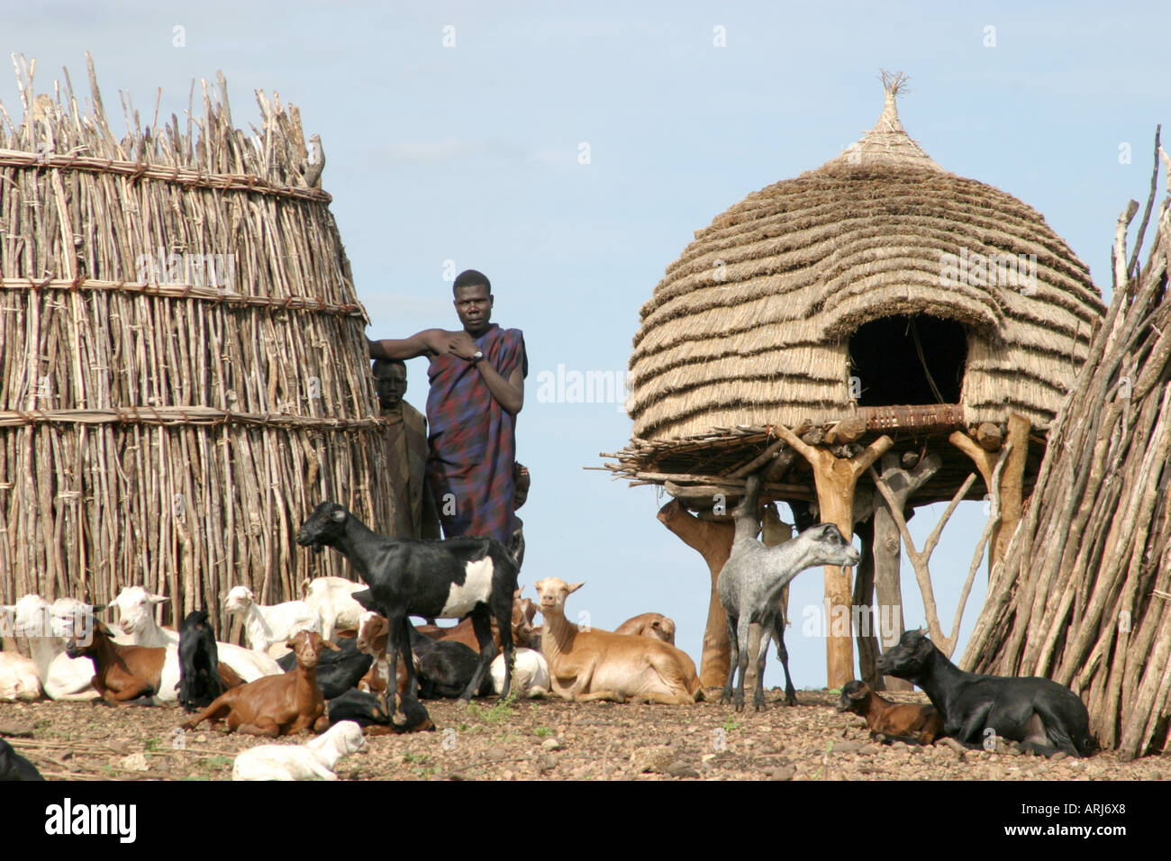 Toposa Dorf mit Ziegen und Schafen, Sudan Stockfoto