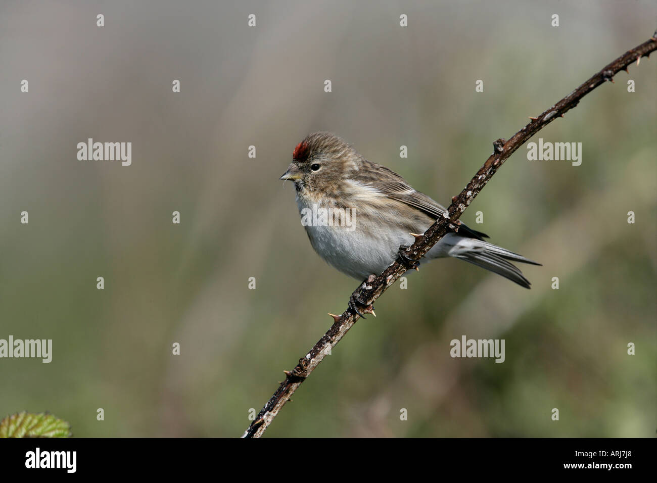 Geringerem Redpoll, Zuchtjahr Kabarett, einzelnes Männchen auf Zweig, Coll, Hebriden, Schottland Stockfoto