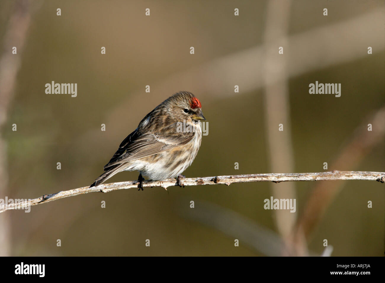 Geringerem Redpoll, Zuchtjahr Kabarett, einzelnes Männchen auf Zweig, Coll, Hebriden, Schottland Stockfoto
