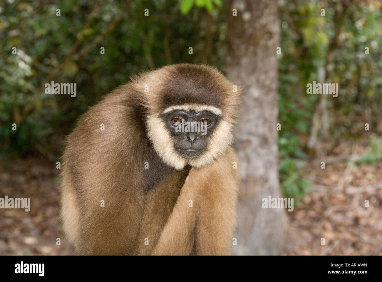 Agile Gibbon (Hylobates Agilis) sitzen im Wald in Indonesien, Borneo Stockfoto