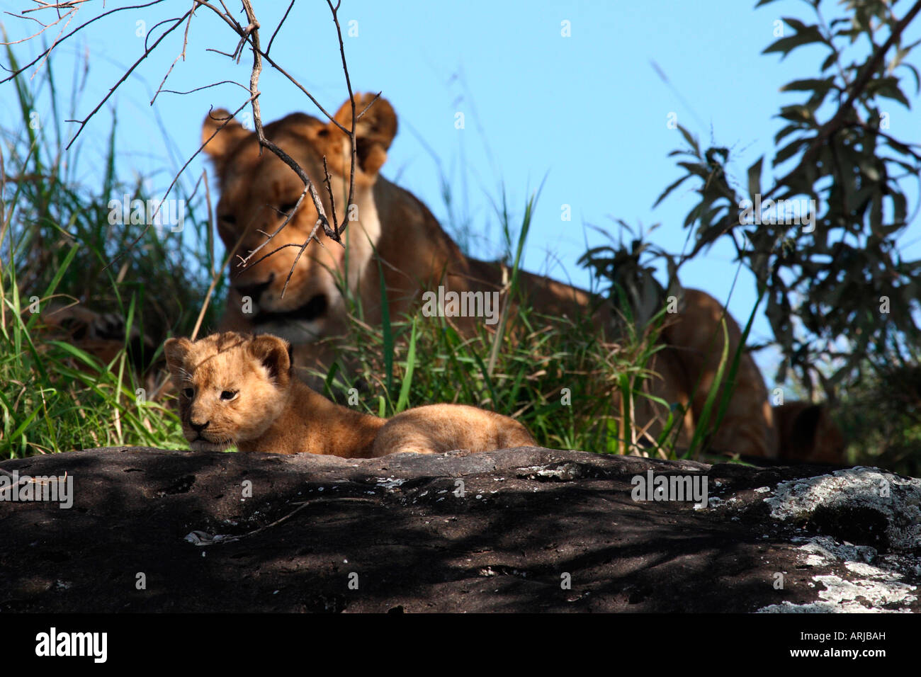 Löwin mit jungen auf Rock Masai Mara Kenia Stockfoto