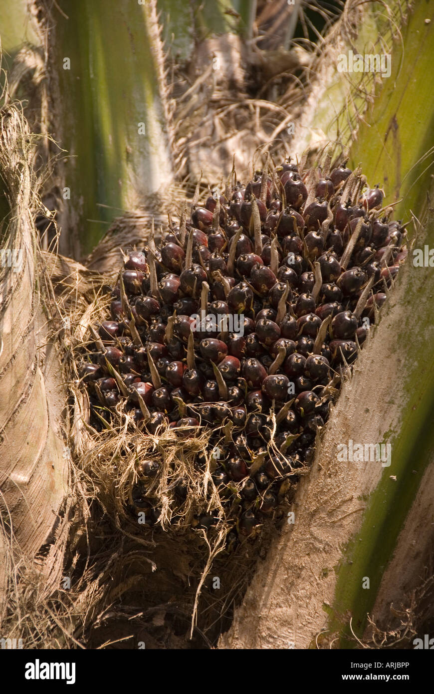 Reife Palmöl wächst in einer Plantage in Indonesien, Borneo Stockfoto
